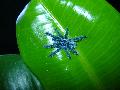 Avicularia versicolor adult 3.vedls